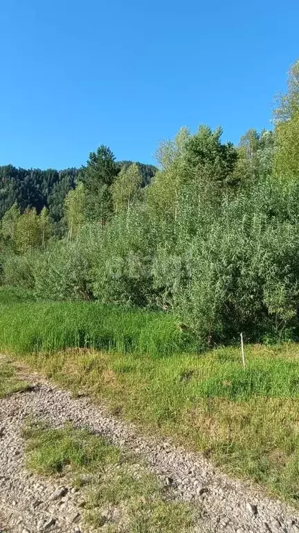 Участок в Алтай, Турочакский район, с. Артыбаш  (6.3 сот.) - Фото 1