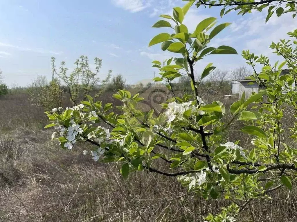 Участок в Белгородская область, Старооскольский городской округ, с. ... - Фото 0