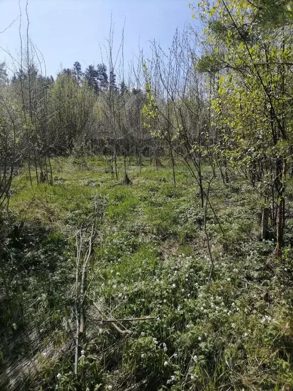 Участок в Ленинградская область, Всеволожский район, Куйвозовское ... - Фото 1