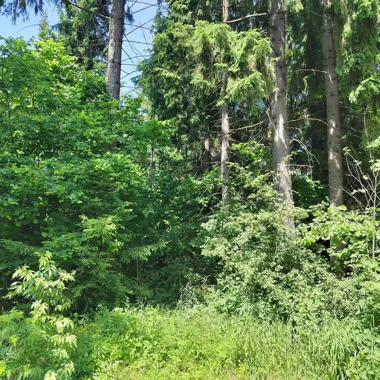 Участок в Московская область, Одинцовский городской округ, д. Сивково, ... - Фото 2