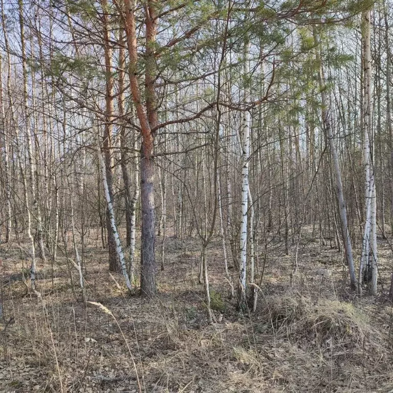 Участок в Московская область, Электрогорск Павлово-Посадский городской ... - Фото 0