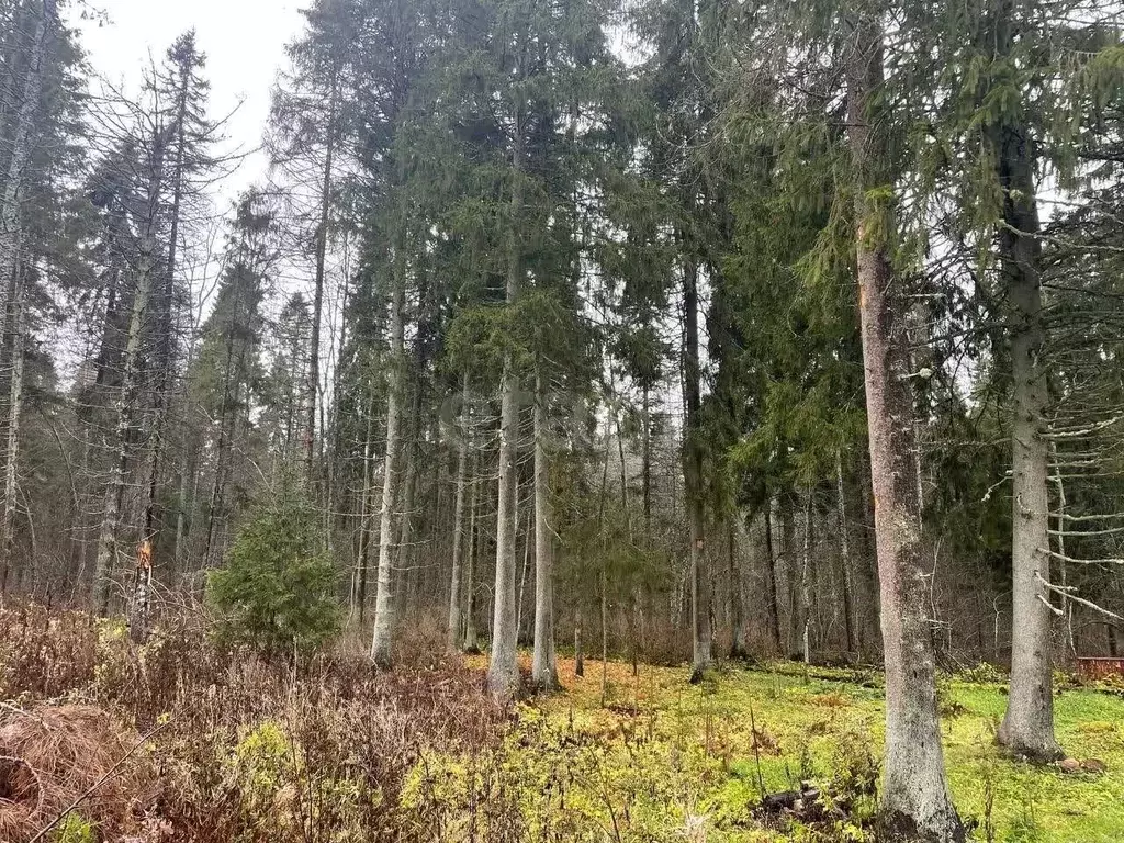 Участок в Ленинградская область, Гатчинский муниципальный округ, д. ... - Фото 2