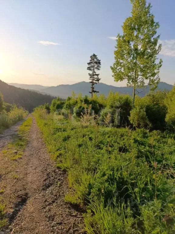 Участок в Алтай, Майминский район, Манжерокское с/пос, с. Озерное ул. ... - Фото 1