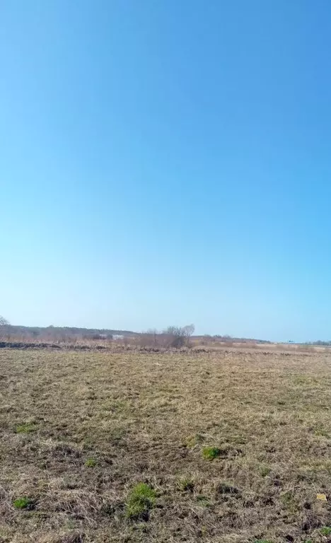 Участок в Калининградская область, Гурьевский муниципальный округ, ... - Фото 2