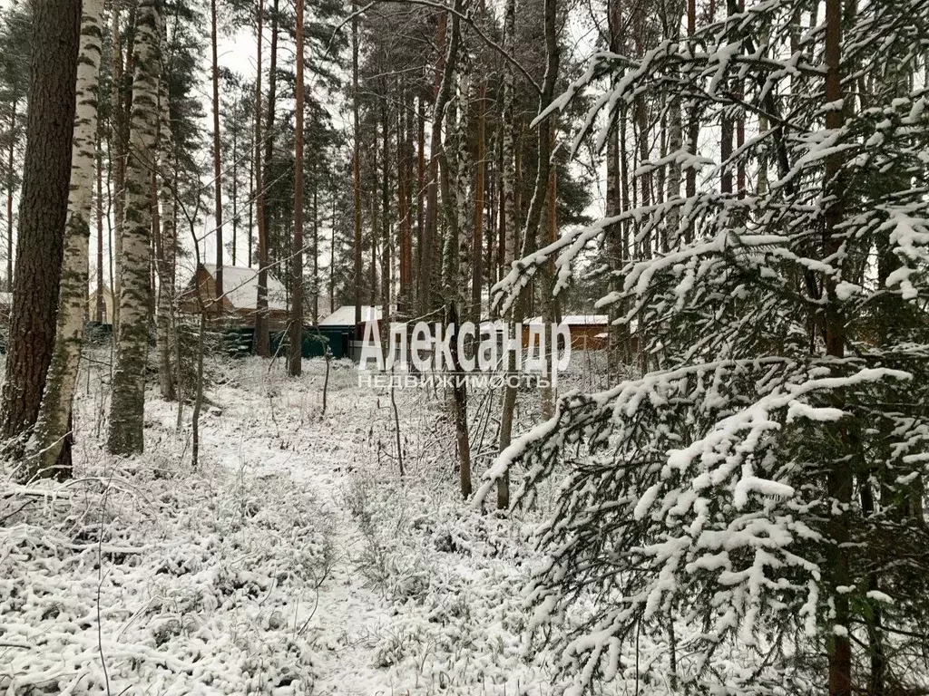 Участок в Ленинградская область, Приозерский район, Ромашкинское ... - Фото 1