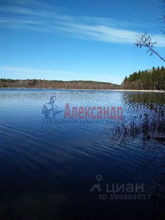 Участок в Ленинградская область, Выборгский район, Каменногорское ... - Фото 0