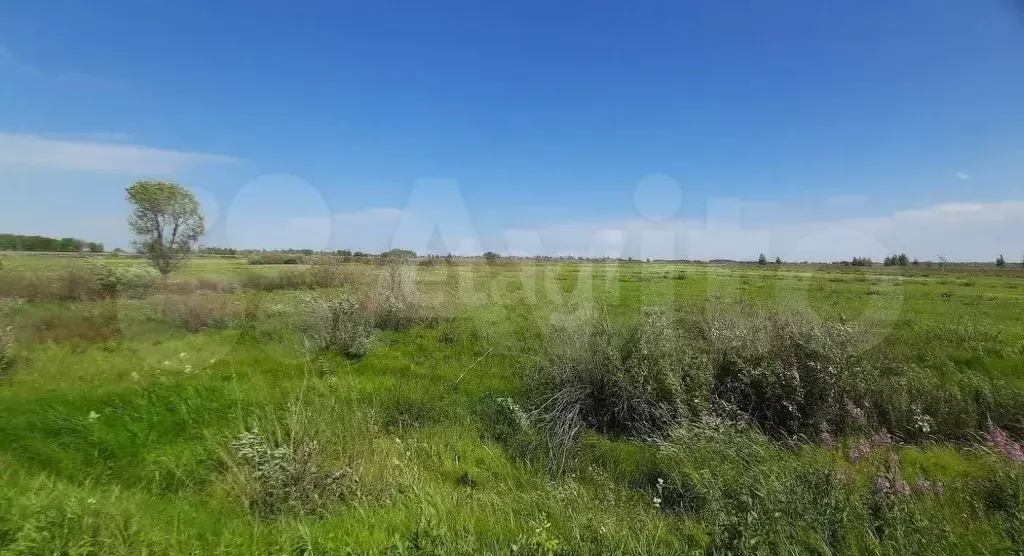 Участок 16,5 сот. (СНТ, ДНП) - Фото 0