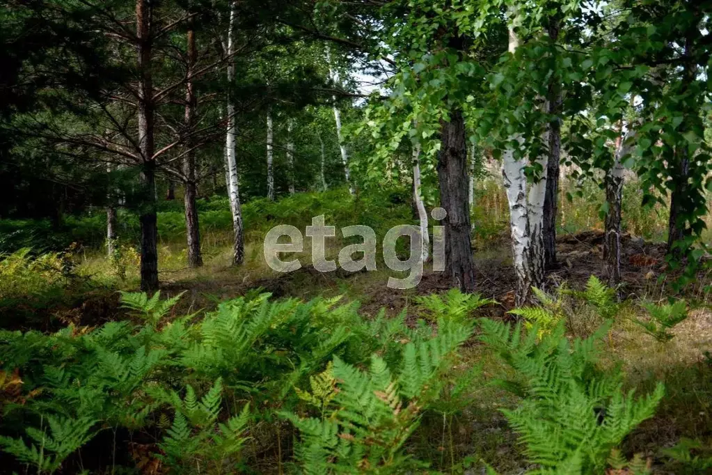 Участок в Челябинская область, Касли ул. Щорса (15.0 сот.) - Фото 2