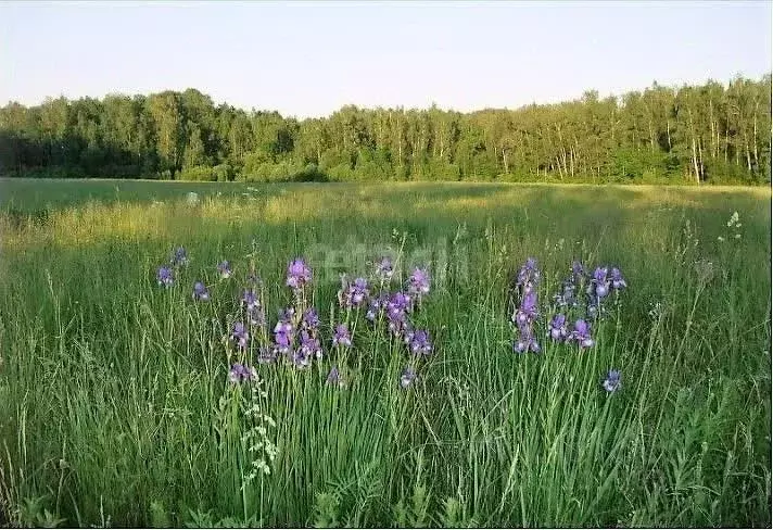 Дом в Калужская область, Тарусский муниципальный округ, Лопатино ... - Фото 1