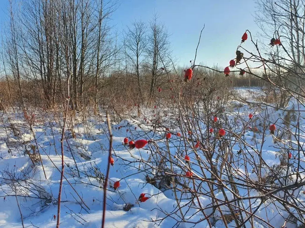 Участок в Камчатский край, Елизовский муниципальный округ, с. ... - Фото 1