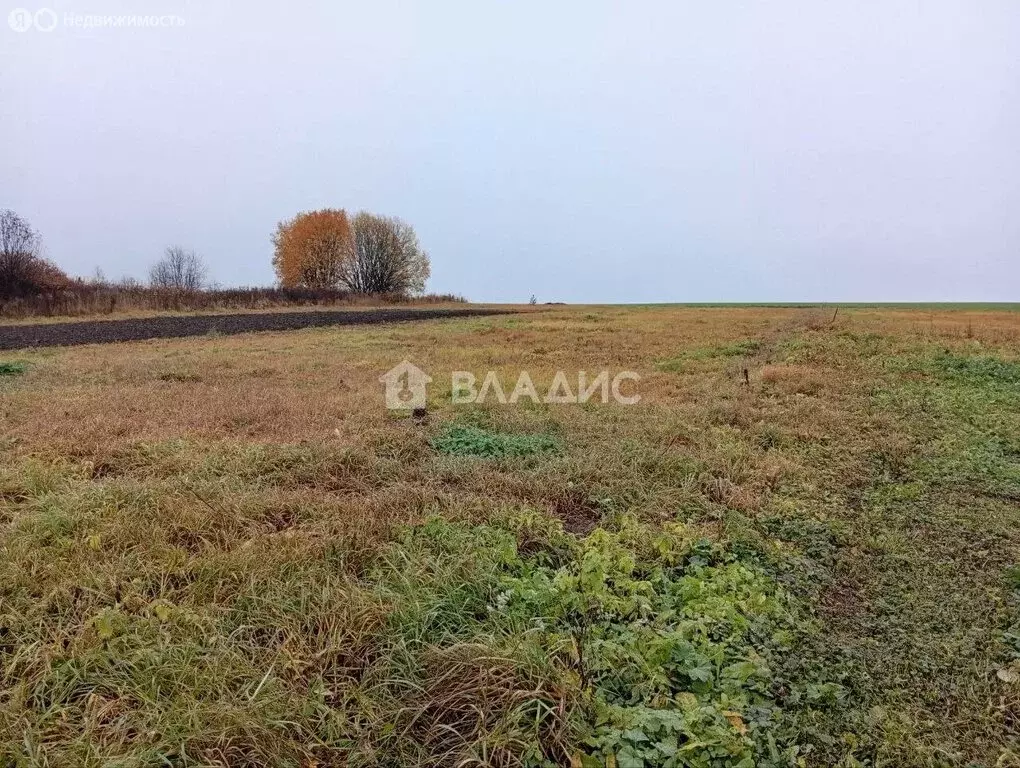 Участок в Суздальский район, муниципальное образование Селецкое, село ... - Фото 0