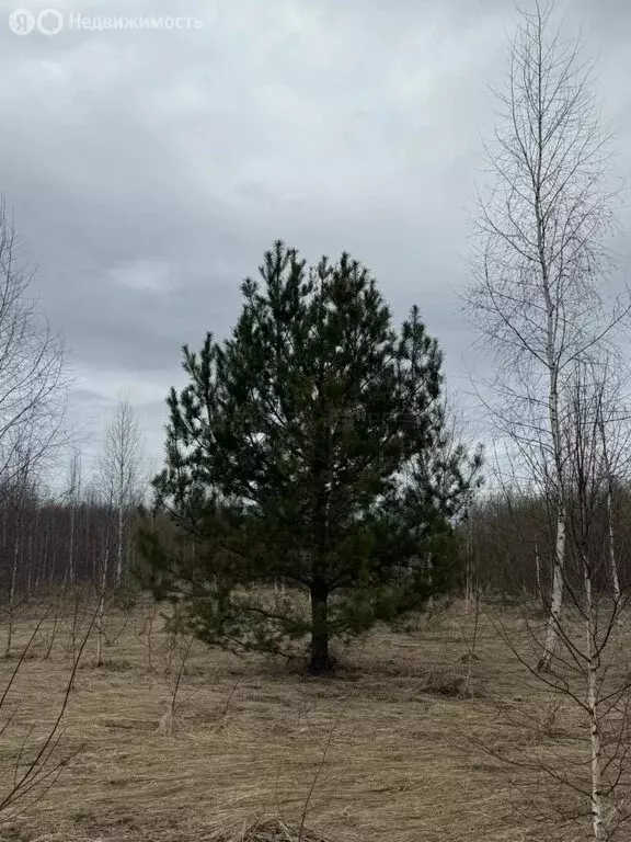 Участок в село Большие Кургузи, Солнечная улица, 10 (11 м) - Фото 1