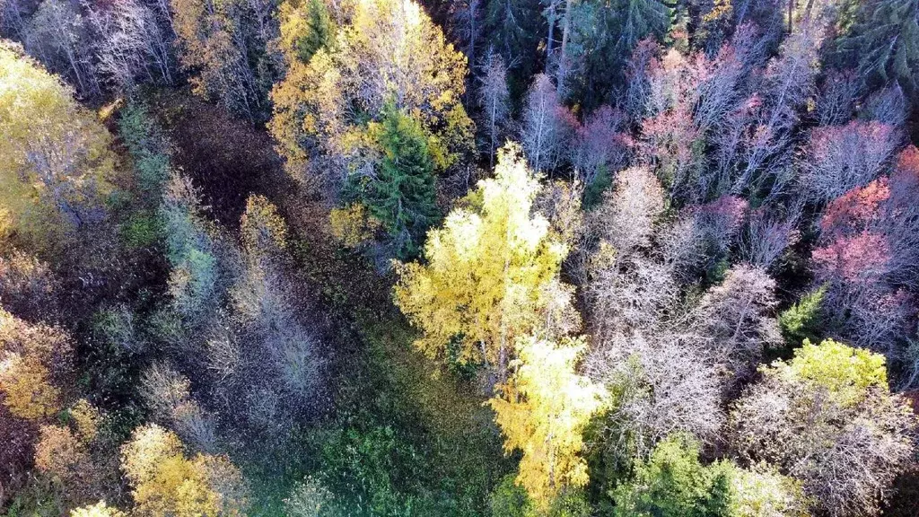 Участок в Карелия, Лахденпохский муниципальный округ, пос. Райвио  ... - Фото 2
