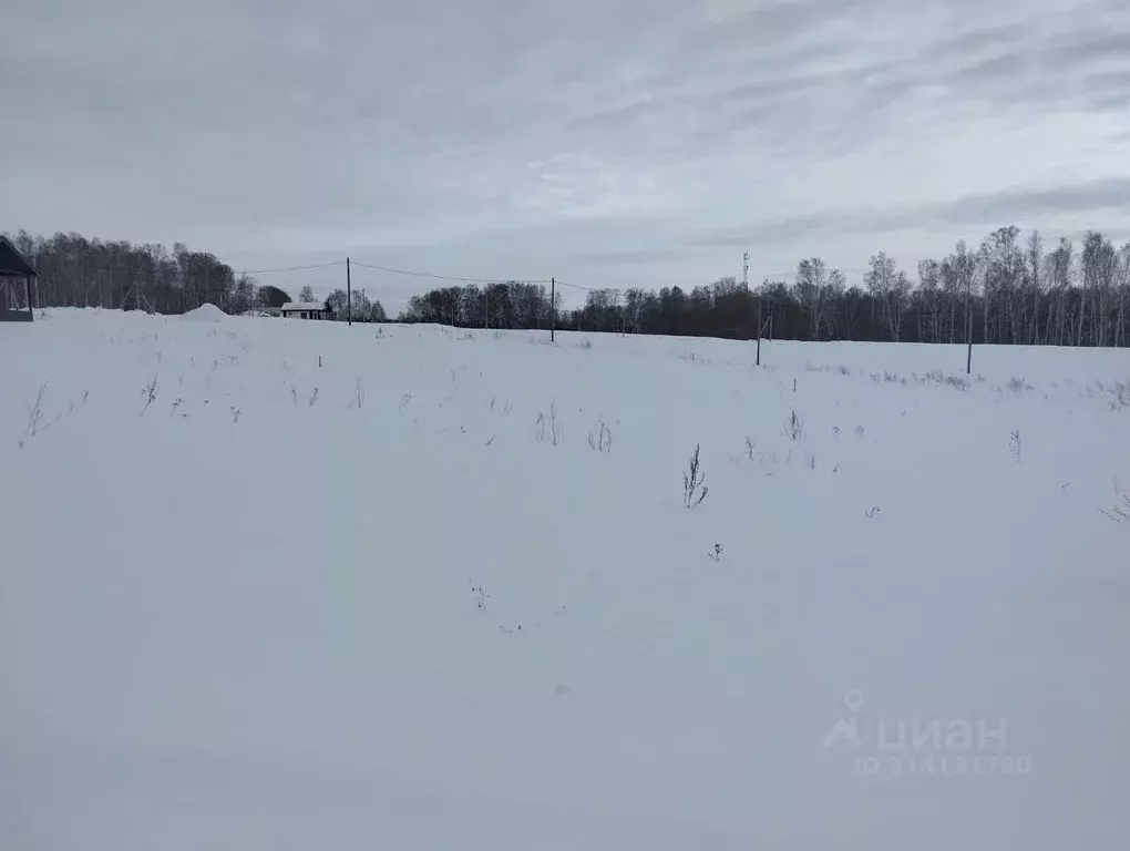 Участок в Новосибирская область, Новосибирский район, Раздольненский ... - Фото 1