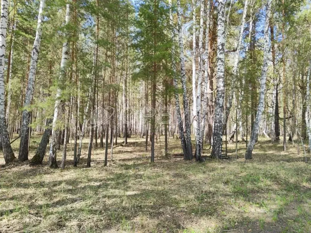 Участок в Тюменская область, Тюменский район, Геофизик СНТ  (110.01 ... - Фото 1