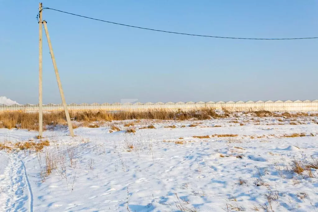 Участок в Новосибирская область, Новосибирский район, Толмачевский ... - Фото 0