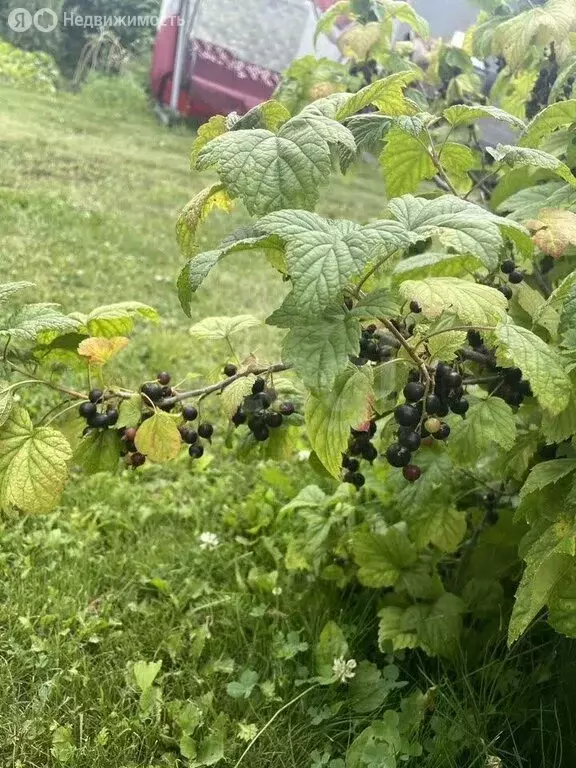 Дом в Иркутск, СТ Союз учителей (860 м) - Фото 2