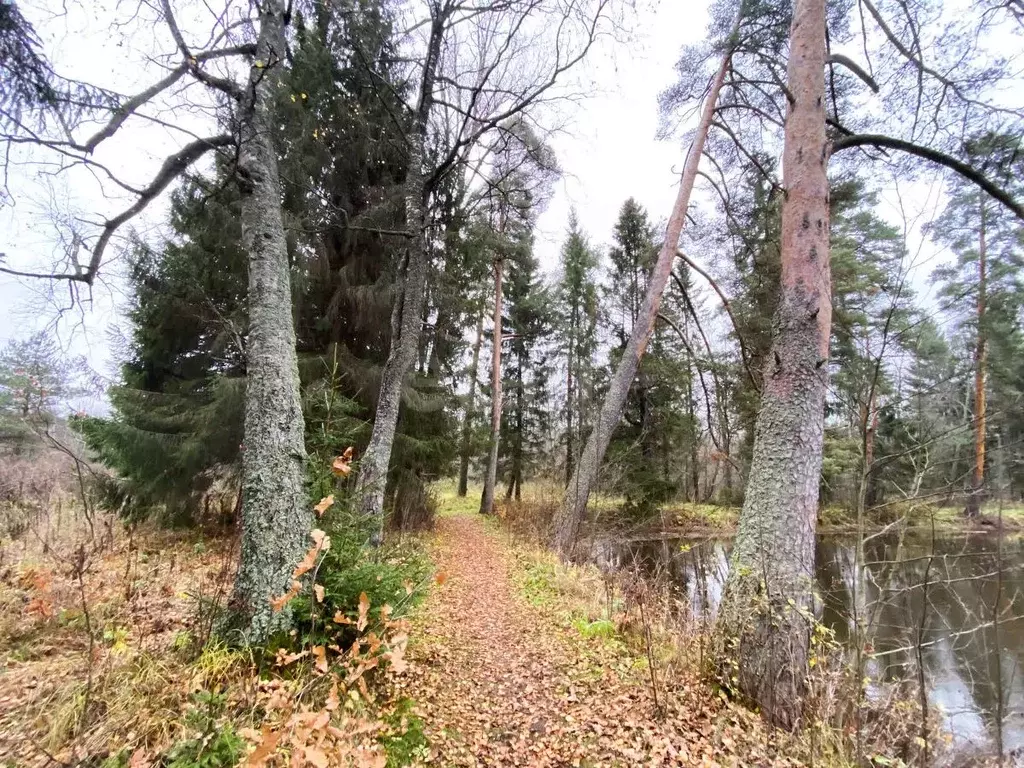 Участок в Ярославская область, Рыбинский муниципальный округ, с. ... - Фото 1