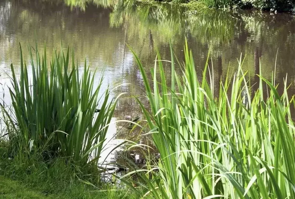 Дом в Ленинградская область, Киришский район, Кусинское с/пос, ... - Фото 1