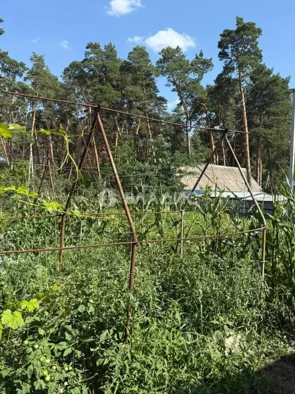 Дом в Белгородская область, Шебекинский муниципальный округ, с. Новая ... - Фото 1