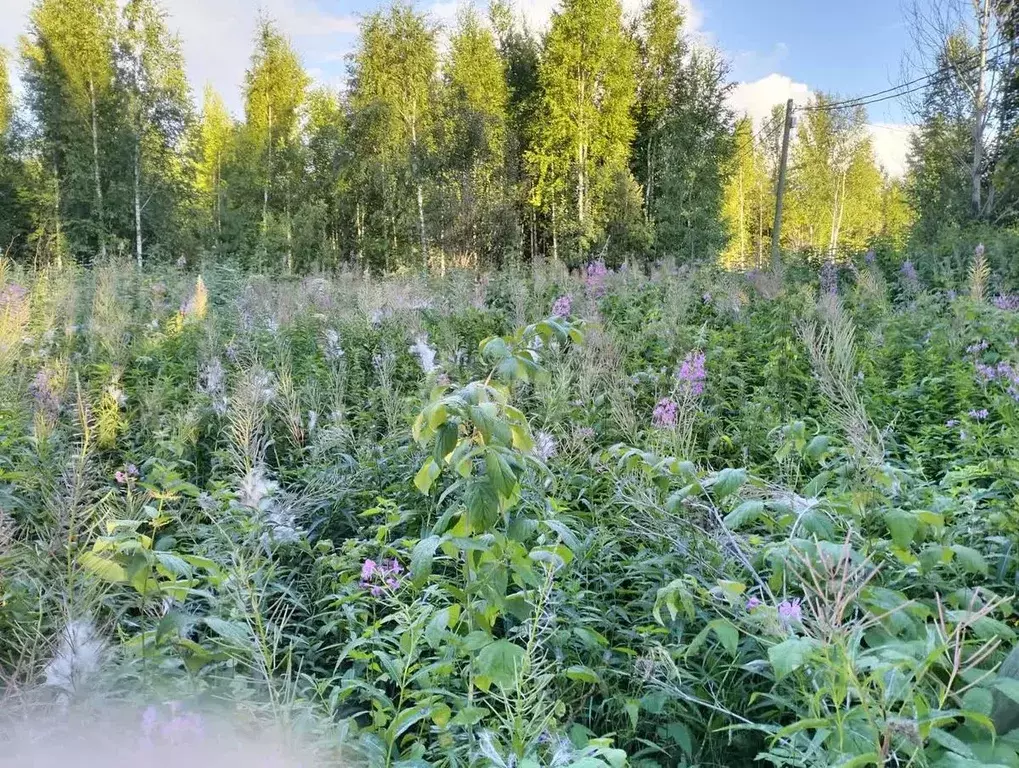 Участок в Ханты-Мансийский АО, Ханты-Мансийск Связист-2 СОТ,  (6.2 ... - Фото 0