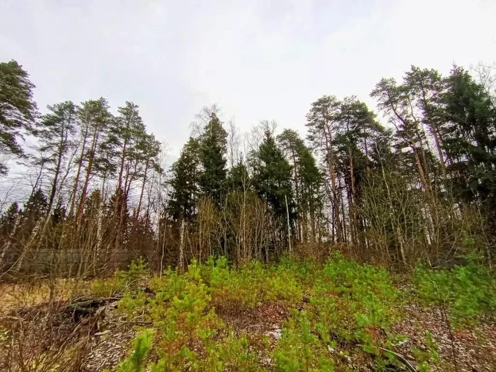 Участок в Московская область, Чехов муниципальный округ, д. Бавыкино  ... - Фото 2