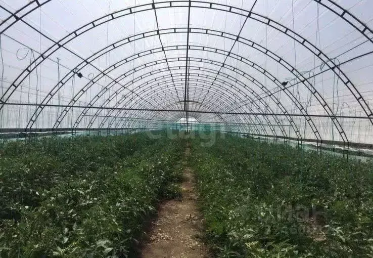 Дом в Ростовская область, Октябрьский район, Кривянское с/пос, ... - Фото 2