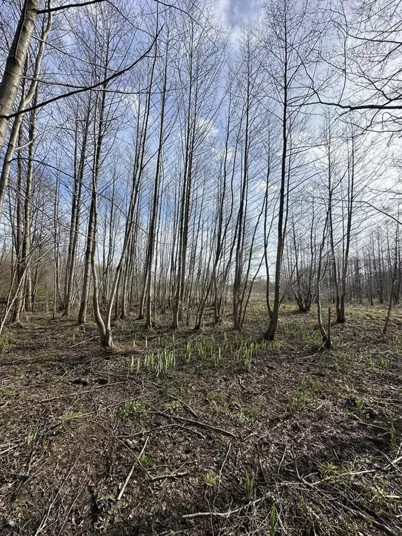 Участок 4,4 сот. (СНТ, ДНП) - Фото 1
