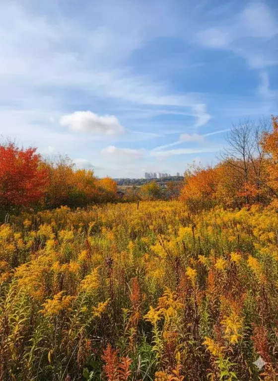 Участок в Нижегородская область, Нижний Новгород с. Федяково,  (22.0 ... - Фото 1