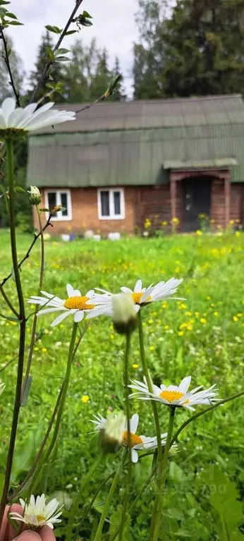 Дом в Ленинградская область, Выборг ул. Имени А.М. Скоробогатова, 3 ... - Фото 0