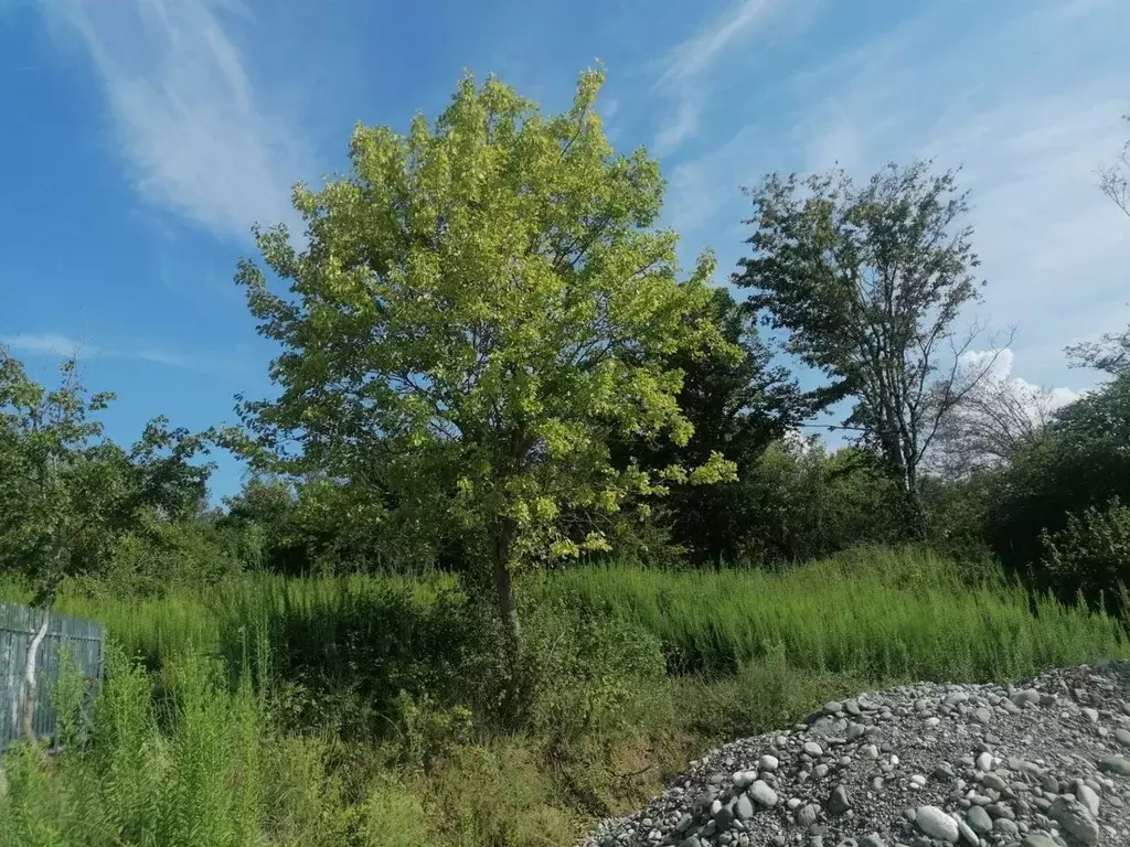 Участок в Краснодарский край, Сочи городской округ, с. Черешня ул. ... - Фото 0