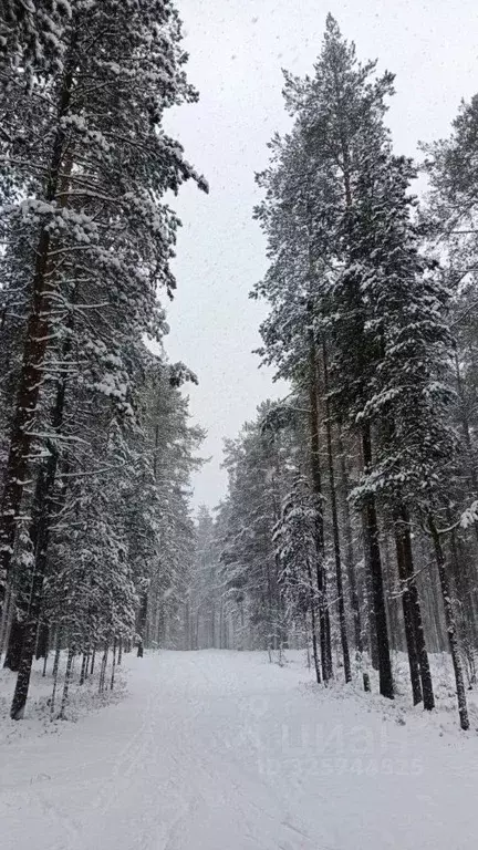 Участок в Ленинградская область, Приозерский район, Петровское с/пос, ... - Фото 1