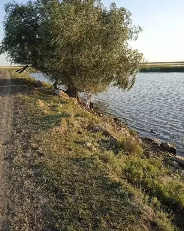 Участок в Саратовская область, Балаковский район, Быково-Отрогское ... - Фото 2