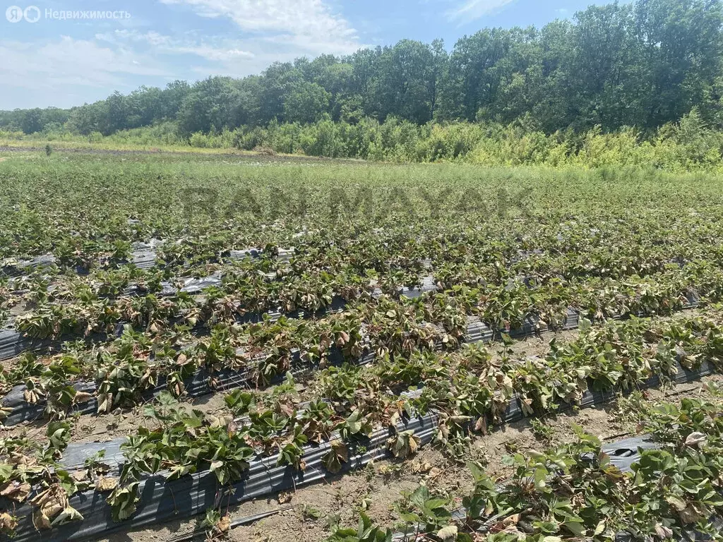 Участок в хутор Северо-Восточные Сады, улица Маяковского, 274 (5 м) - Фото 1