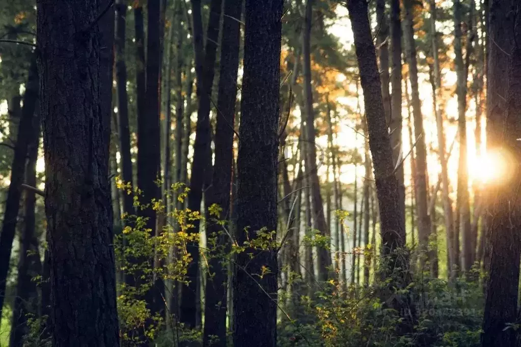 Участок в Москва д. Зименки, Антоновка кп, ул. Земляничная (28.0 сот.) - Фото 2