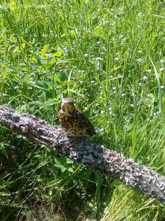 Участок в Котельское сельское поселение, деревня Войносолово (10 м) - Фото 1