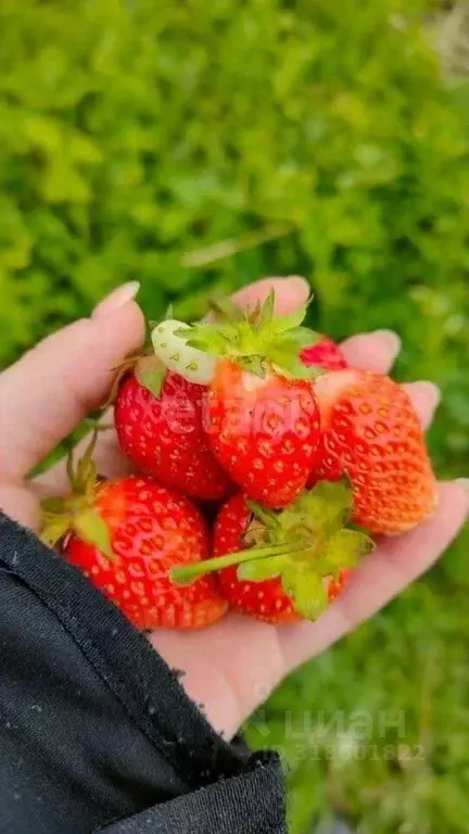 Участок в Башкортостан, Уфа городской округ, с. Федоровка  (18.67 ... - Фото 2