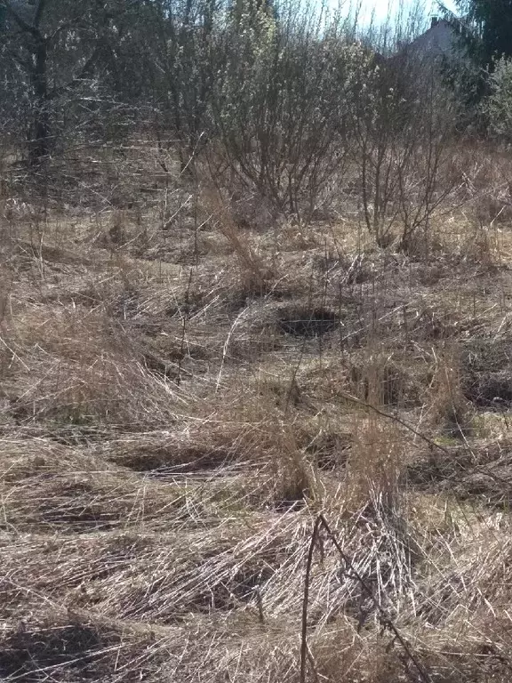 Участок в Новгородская область, Новгородский район, Трубичинское ... - Фото 0