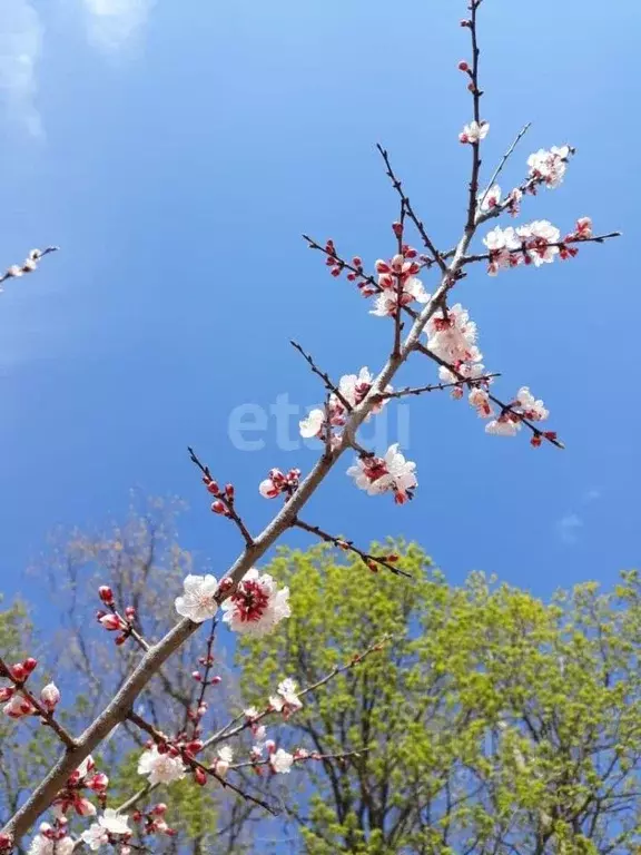 Участок в Амурская область, Благовещенск Вишенка СТ,  (6.8 сот.) - Фото 1