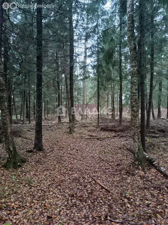 Участок в Одинцовский городской округ, ДНТ Топаз (24 м) - Фото 1