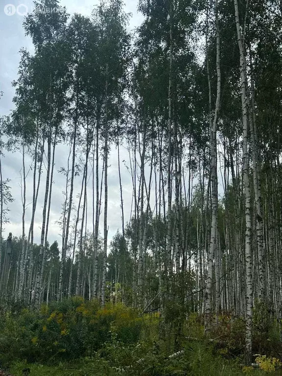 Участок в Тульская область, городской округ Тула, село Частое (12 м) - Фото 0