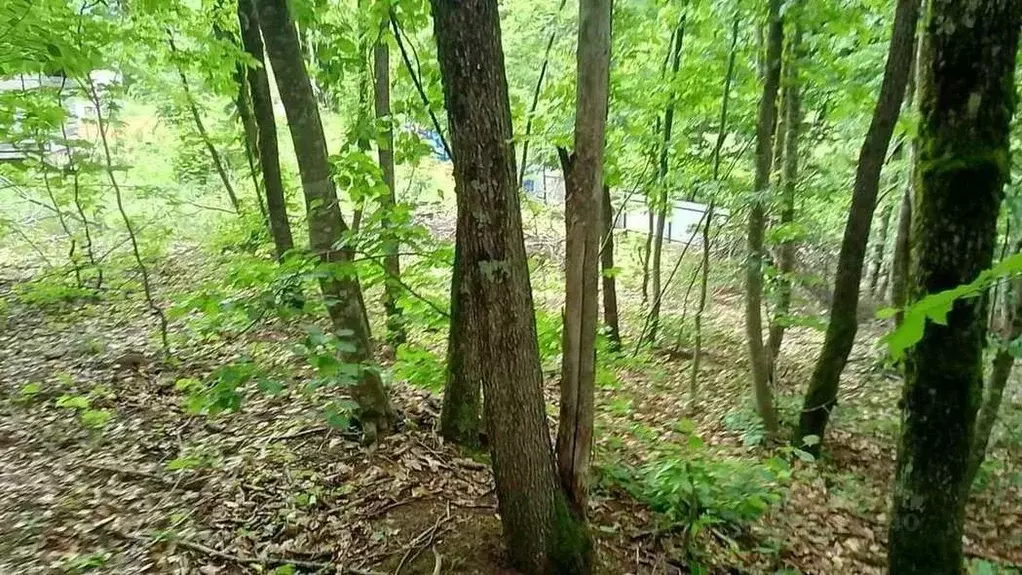 Участок в Краснодарский край, Туапсинский муниципальный округ, с. ... - Фото 1