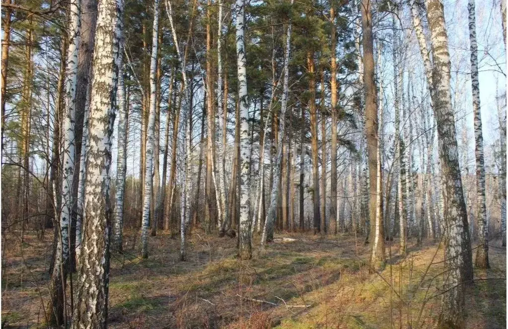 Участок в Новосибирская область, Новосибирский район, Кубовинский ... - Фото 0