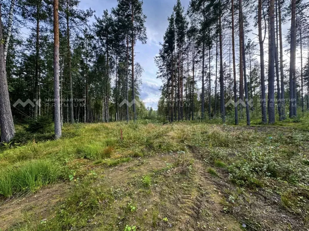 Участок в Ленинградская область, Приозерский район, Раздольевское ... - Фото 1