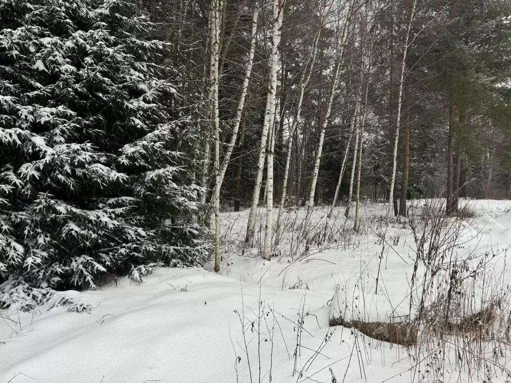 Участок в Московская область, Богородский городской округ, д. Марьино ... - Фото 1