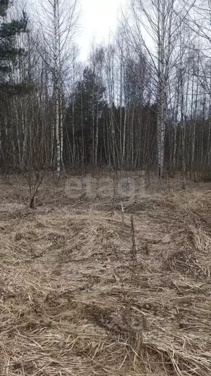 Участок в Ярославская область, Ярославский муниципальный округ, пос. ... - Фото 2