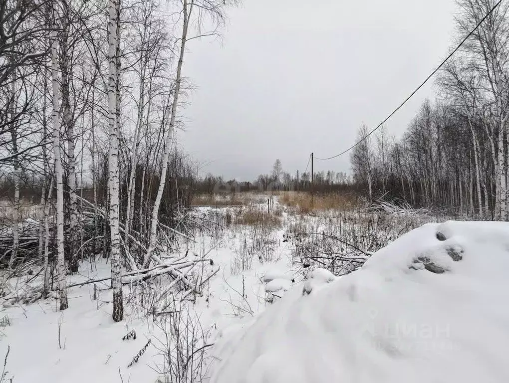 Участок в Тюменская область, Тюмень Садовое товарищество Липовый ... - Фото 1