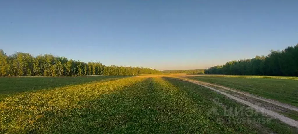 Участок в Владимирская область, Гороховецкий район, Денисовское ... - Фото 0