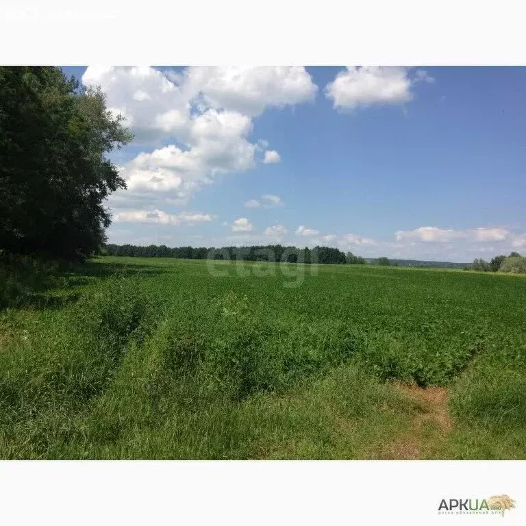 Участок в Белгородская область, Новооскольский муниципальный округ, ... - Фото 1