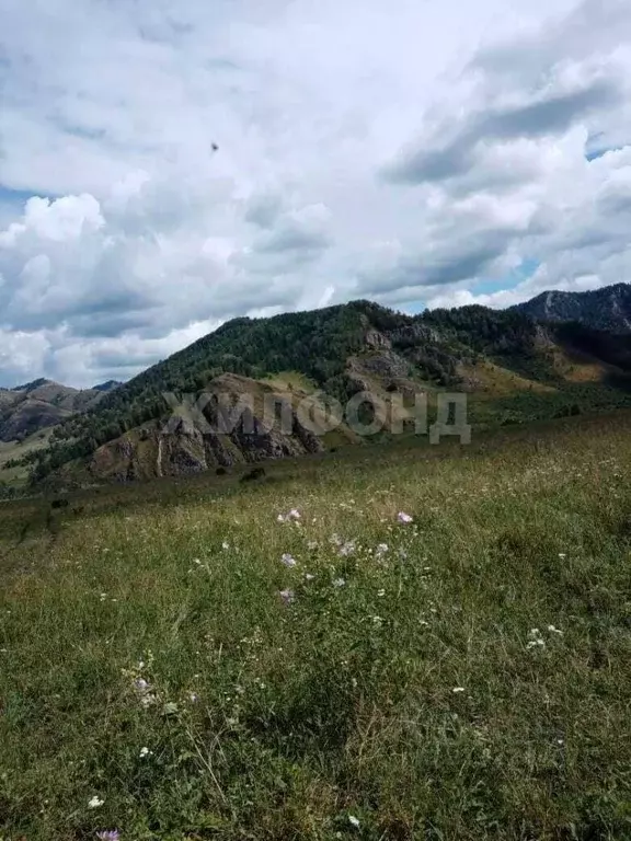 Участок в Алтайский край, Краснощековский район, Чинетинский ... - Фото 1